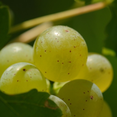 Silvaner ANT 1030